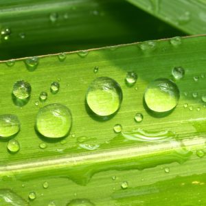 water droplets on a leaf pedal