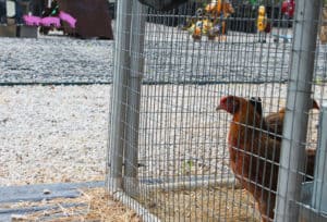 wabash feed store chicken next to TRUEGRID