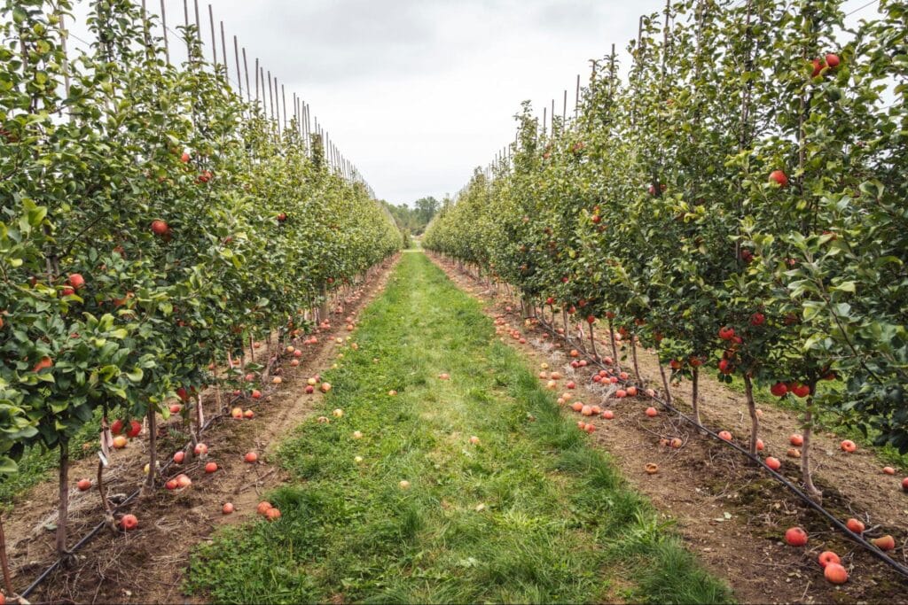 A sustainable, mud-free fruit orchard design idea