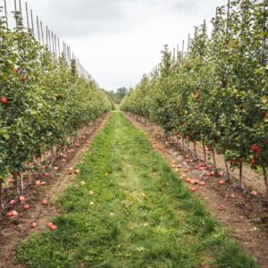 A sustainable, mud-free orchard design idea