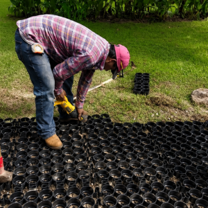 Workers installing a permeable paver grid system in a landscaped area.